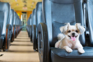 cane in treno