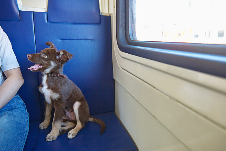 cane in treno